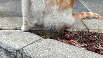 Saya sebisa mungkin menjauhi orang lain. Saya tidak membuat siapa pun terlihat lucu dalam foto-foto saya. Atau, jika seseorang mengatakan bahwa mereka tidak ingin berada dalam bingkai, saya akan menghapus foto tersebut, lanjutnya. Foto: Boredpanda/Serkan Tekin