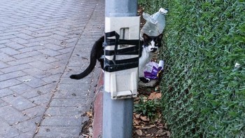 Badannya seolah menyatu dengan tiang listrik. Foto: Boredpanda/Serkan Tekin