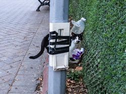 Berkat Timing yang Tepat, Foto Jalanan Ini Bikin Mindblowing