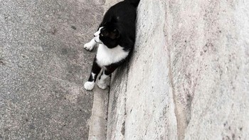 Perfect! Ekor kucing yang menyambung sempurna dengan pipa di dinding, bahkan warnanya pun sama. Foto: Boredpanda/Serkan Tekin