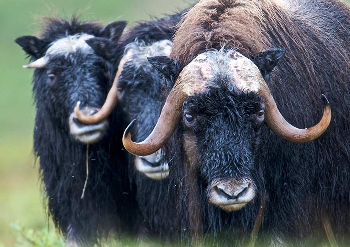 Lembu kesturi di greenland
