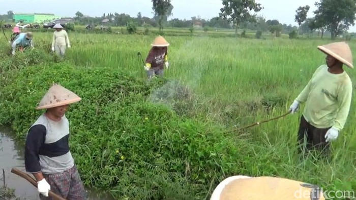 Masyarakat dan petugas melakukan gropyokan tikus di Desa Gombang, Kecamatan Sawit, Kabupaten Boyolali.