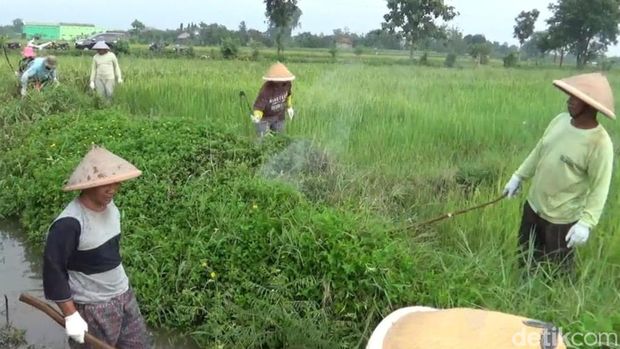 Masyarakat dan petugas melakukan gropyokan tikus di Desa Gombang, Kecamatan Sawit, Kabupaten Boyolali.