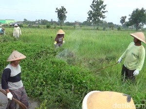 Apa Itu SDGs dari Kemendesa? Ketahui 18 Tujuannya