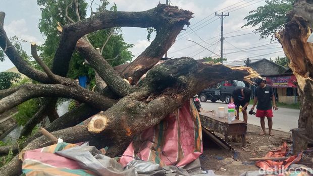 ohon trembesi patah menghantam warung angkringan di Wonosari, Klaten, Jumat (1/3/2024).
