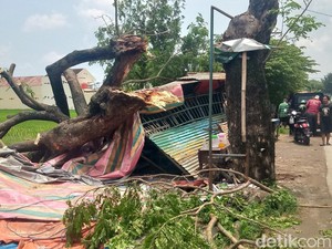Bruk!!! Pohon Trembesi Tumbang Menimpa Warung di Wonosari Klaten