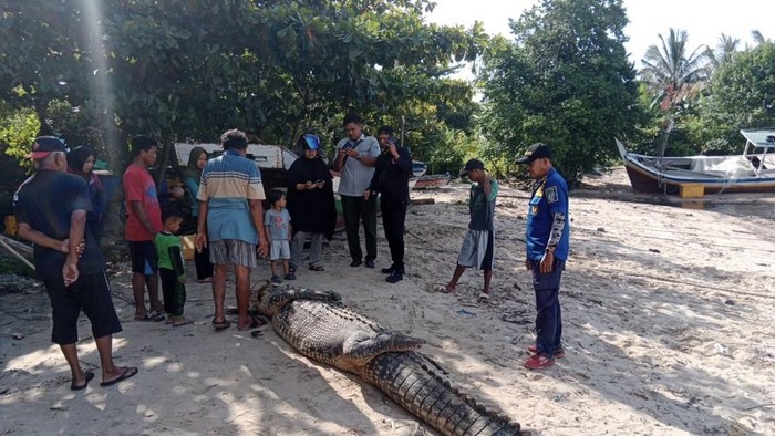 Penampakan buaya sepanjang 5 meter di Kabupaten Bangka Selatan.