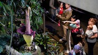 Para orang tua juga mengajak anaknya untuk melihat bunga bangkai (Amorphophallus Titanum).