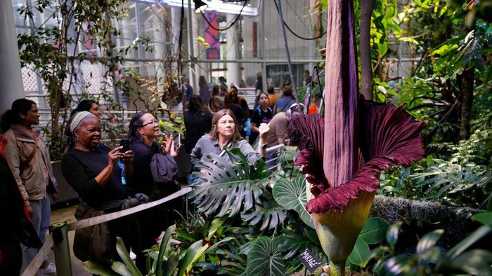 Penampakan Mekarnya Bunga Bangkai di California Bunga bangkai (Amorphophallus Titanum) mekar sempurna di California Academy of Sciences. Ini penampakannya.