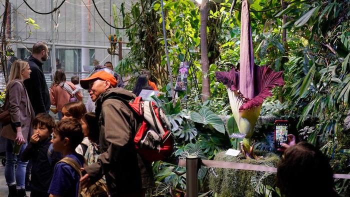 Bunga bangkai (Amorphophallus Titanum) mekar sempurna di California Academy of Sciences. Ini penampakannya.