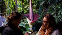 Pengunjung melihat mekarnya bunga bangkai (Amorphophallus Titanum) di California Academy of Sciences, San Francisco, California, Kamis (29/2/2024).