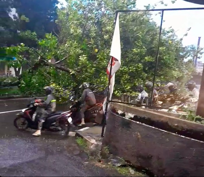Pohon Tumbang di Jl Margaguna Raya arah Pondok Indah Mall, 1 Maret 2024 pukul 18.00 WIB. (Tenku Mualim/warga)