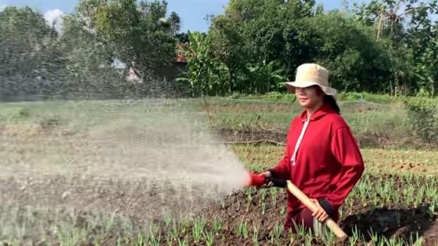 Jelsi Natosa (25) yang memilih menjadikan petani sebagai mata pencaharian utama sejak 2022.