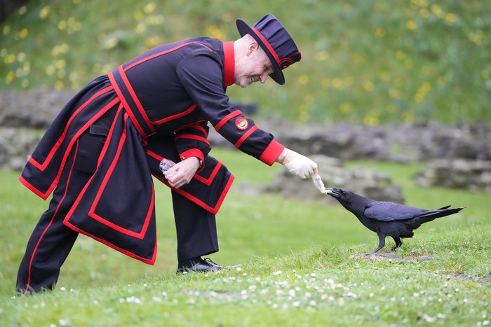 Barney Chandler, newly appointed ravenmaster at The Tower of London in London, Thursday, Feb. 29, 2024. If legend is to be believed, Barney Chandler has just got the most important job in England. Chandler is the newly appointed ravenmaster at the Tower of London. Hes responsible for looking after the feathered protectors of the 1,000-year-old fortress. (AP Photo/Kirsty Wigglesworth)