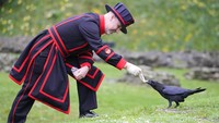 Dia mengepalai tim yang terdiri dari empat Beefeater lainnya yang menjaga tujuh burung gagak di menara — enam burung gagak yang ditentukan oleh Charles II dan satu burung cadangan. Mereka adalah Jubilee, Harris, Poppy, Georgie, Edgar, Branwen dan tambahan terbaru Rex, yang dinamai untuk menghormati penobatan Raja Charles III tahun lalu.