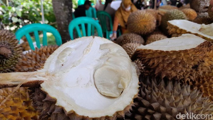 Durian lato-lato yang paling diburu pengunjung di Festivam Durian Lokal Pangandaran