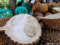 Berburu Durian Lato-lato di Pangandaran, Manis dan Legit Cuma Rp10 Ribuan