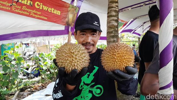 Durian lato-lato yang paling diburu pengunjung di Festivam Durian Lokal Pangandaran