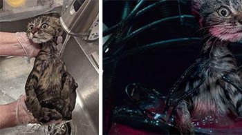 Kucing mandi diedit. Foto: Reddit via Boredpanda