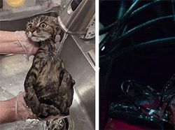 Foto Sebelum dan Sesudah Diedit Dewa Photoshop Bikin Mata Melotot