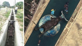 Ketika Sapi Jatuh ke Saluran Pembuangan Lalu Diedit. MFoto: Reddit via Boredpanda