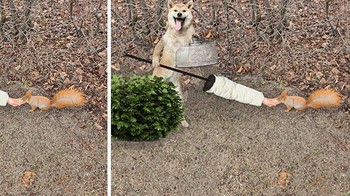 Tupai Makan Kacang Dari Tangan Foto: Reddit via Boredpanda