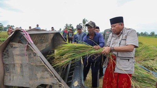 Pj Gubernur Lalu Gita Ariadi saat panen raya padi di Desa Montong Baan, Kecamatan Sikur, Lombok Timur. (Foto: Humas Pemprov NTB)