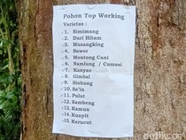 1 Pohon Durian di Gembongan Banjarnegara Hasilkan 15 Varian, Ini Rahasianya