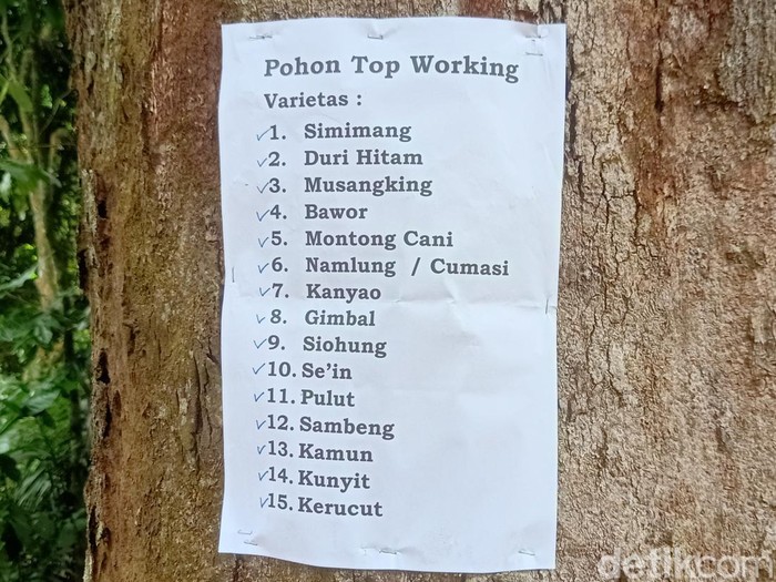 Pohon durian yang menghasilkan 15 varian di Desa Gembongan Kecamatan Sigaluh, Kabupaten Banjarnegara, Sabtu (2/3/2024).