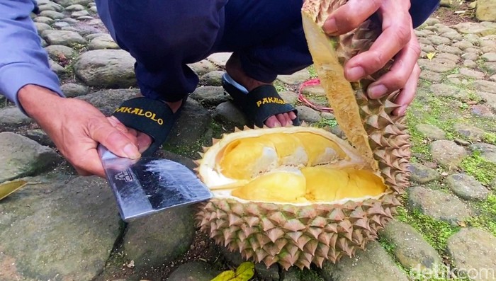 Pohon durian yang menghasilkan 15 varian di Desa Gembongan Kecamatan Sigaluh, Kabupaten Banjarnegara, Sabtu (2/3/2024).