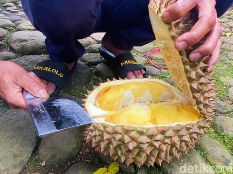Pohon durian yang menghasilkan 15 varian di Desa Gembongan Kecamatan Sigaluh, Kabupaten Banjarnegara, Sabtu (2/3/2024).