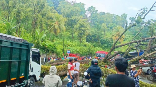 Pohon tumbang meniimpa mobil di wilayah Bukit Jambul, Desa Pesaban, Kecamatan Rendang, Karangasem, Bali, Sabtu (2/3/2024). (Foto: Istimewa)
