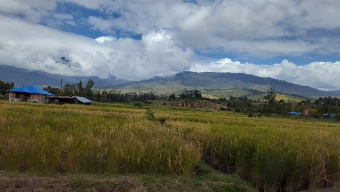 Sawah tertinggi di Indonesia di Lembah Baliem, Jayawijaya, Papua