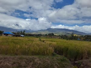 Cetak Sawah Besar-besaran Lagi Berjalan di Papua