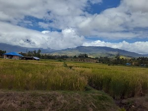 Ini Dia Sawah Tertinggi di Indonesia