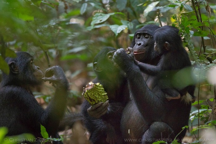 Bonobo makan bersama. (Christian Ziegler, Max-Planck-Institut für Verhaltensbiologie)