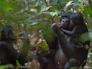 Kenapa Manusia dan Primata Bonobo Suka Makan Bareng?
