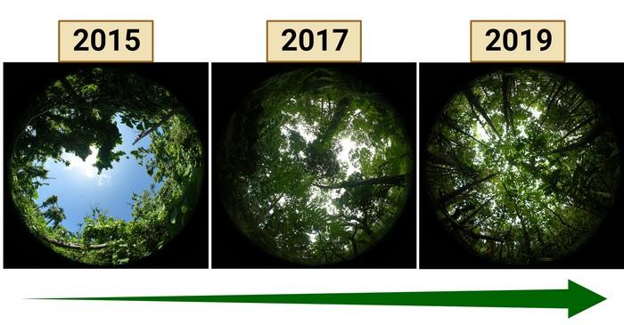 Pemulihan hutan Pulau Tanna di Pasifik 2015-2019.