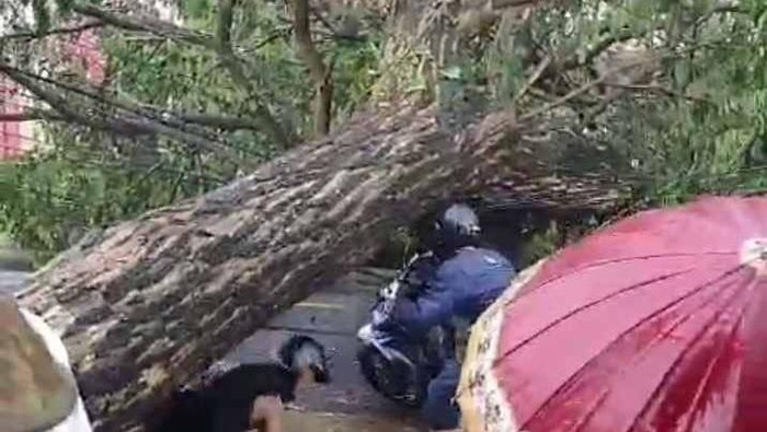 Pohon tumbang Banyuwangi