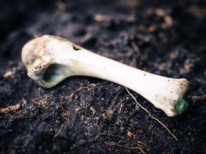 Gua Surga yang Menyimpan Ratusan Tulang Mammoth dan Sisa Prasejarah