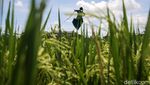 Begini Cara Petani Tangerang Usir Hama Burung di Sawah
