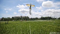 Miniatur burung raksasa juga dipasang di persawahan tersebut.
