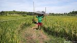 Begini Cara Petani Tangerang Usir Hama Burung di Sawah