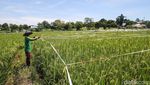 Begini Cara Petani Tangerang Usir Hama Burung di Sawah