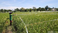 Petani itu tiap hari harus ke sawah untuk mengusir hama burung.