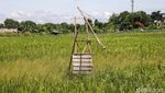 Begini Cara Petani Tangerang Usir Hama Burung di Sawah