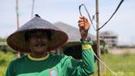 Begini Cara Petani Tangerang Usir Hama Burung di Sawah