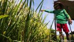 Begini Cara Petani Tangerang Usir Hama Burung di Sawah