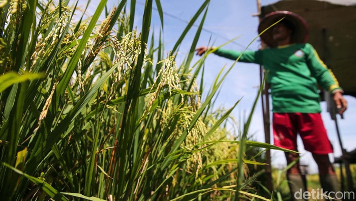 Hama burung sangat meresahkan petani di Curug, Tangerang. Beragam cara dilakukan untuk mengusirnya di antaranya dengan orang-orangan sawah hingga bunyi-bunyian, Senin (4/3/2024).