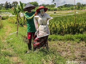 Begini Cara Petani Tangerang Usir Hama Burung di Sawah